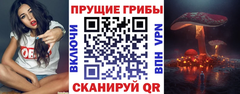 Псилоцибиновые грибы Psilocybe  Кохма 